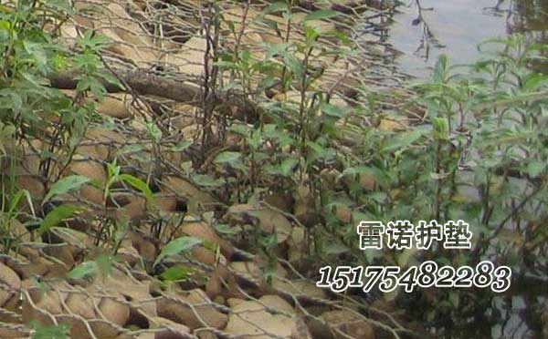 雷諾護(hù)墊